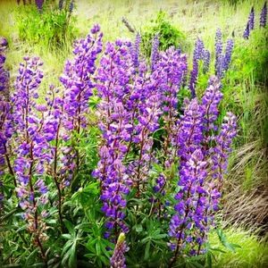 Meet your Posher, Aminah